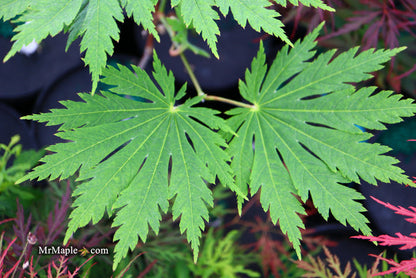 - Acer japonicum ‘Rising Sun’ Japanese Maple - Mr Maple │ Buy Japanese Maple Trees