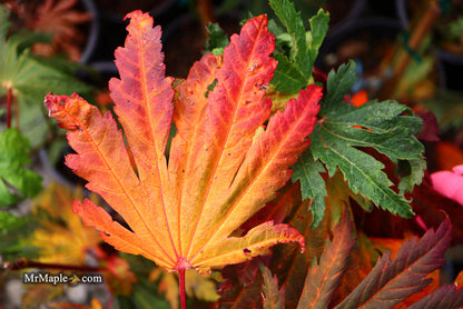 - Acer japonicum ‘Rising Sun’ Japanese Maple - Mr Maple │ Buy Japanese Maple Trees