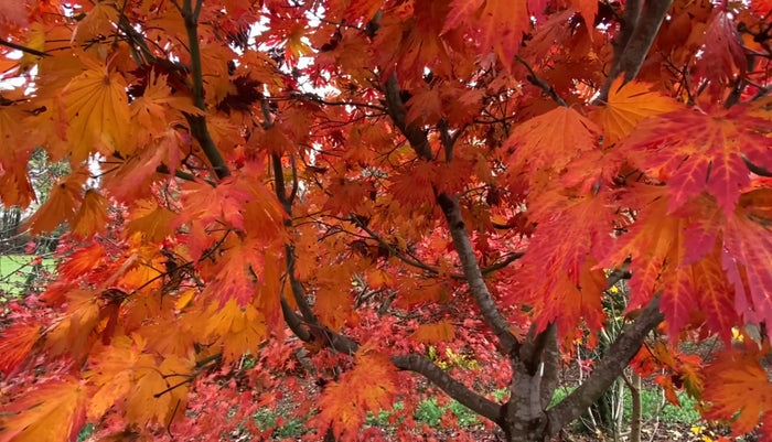- Acer japonicum ‘Rising Sun’ Japanese Maple - Mr Maple │ Buy Japanese Maple Trees