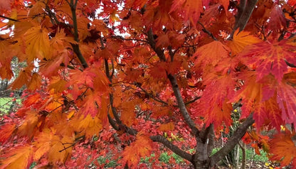 - Acer japonicum ‘Rising Sun’ Japanese Maple - Mr Maple │ Buy Japanese Maple Trees