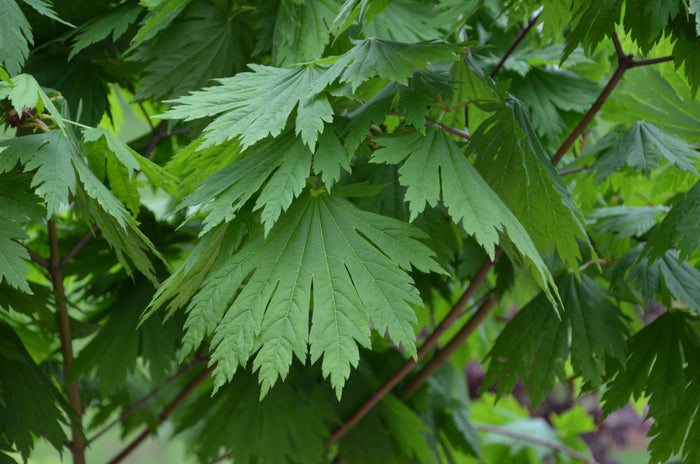 - Acer japonicum ‘Rising Sun’ Japanese Maple - Mr Maple │ Buy Japanese Maple Trees