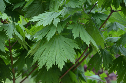 - Acer japonicum ‘Rising Sun’ Japanese Maple - Mr Maple │ Buy Japanese Maple Trees