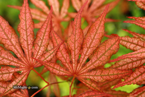 - Acer palmatum 'Baby Ghost' Japanese Maple - Mr Maple │ Buy Japanese Maple Trees