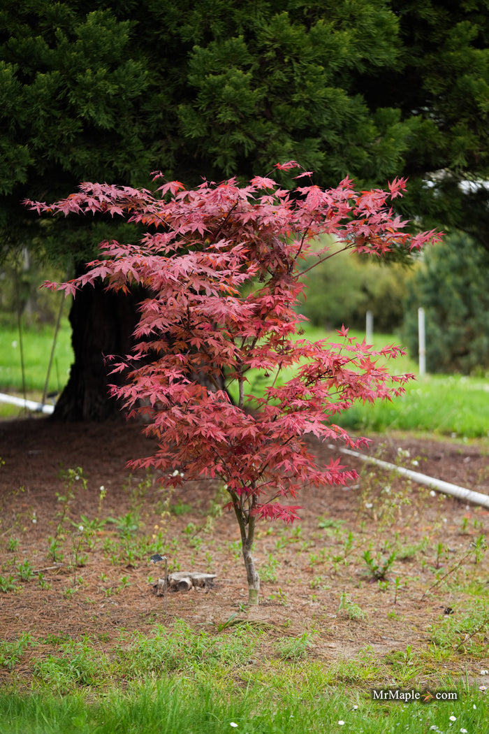 Acer palmatum 'Baby Ghost' Japanese Maple