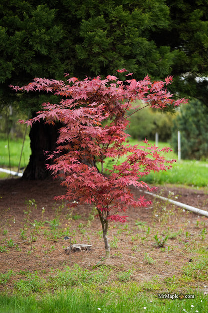 Acer palmatum 'Baby Ghost' Japanese Maple