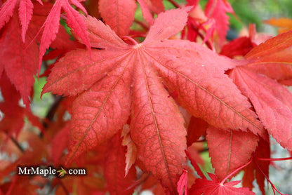 - Acer palmatum 'Baby Ghost' Japanese Maple - Mr Maple │ Buy Japanese Maple Trees