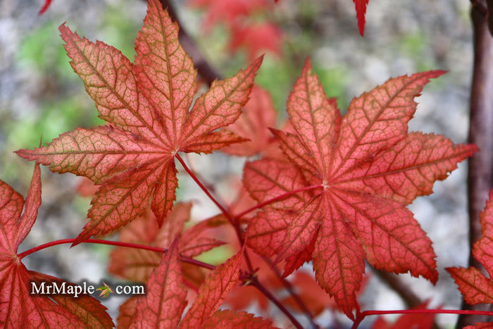 - Acer palmatum 'Baby Ghost' Japanese Maple - Mr Maple │ Buy Japanese Maple Trees