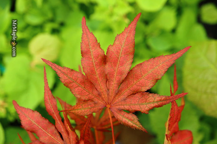 - Acer palmatum 'Baby Ghost' Japanese Maple - Mr Maple │ Buy Japanese Maple Trees