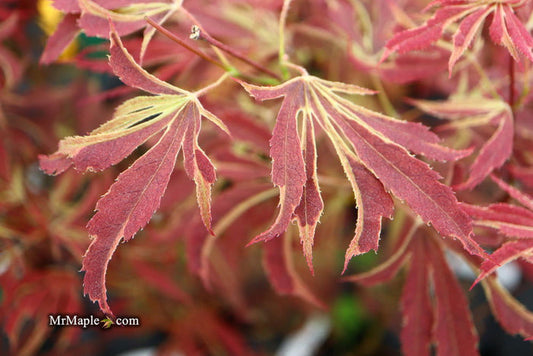 - Acer palmatum 'Beni shi en' Purple Smoke Japanese Maple - Mr Maple │ Buy Japanese Maple Trees