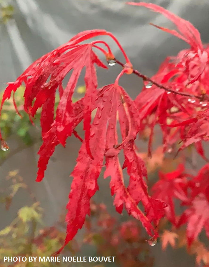 - Acer palmatum 'Beni shi en' Purple Smoke Japanese Maple - Mr Maple │ Buy Japanese Maple Trees