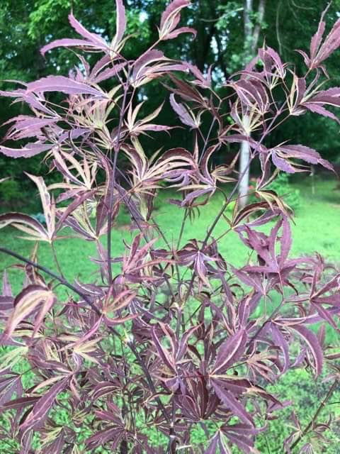 - Acer palmatum 'Beni shi en' Purple Smoke Japanese Maple - Mr Maple │ Buy Japanese Maple Trees
