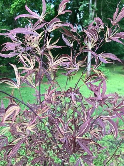 - Acer palmatum 'Beni shi en' Purple Smoke Japanese Maple - Mr Maple │ Buy Japanese Maple Trees