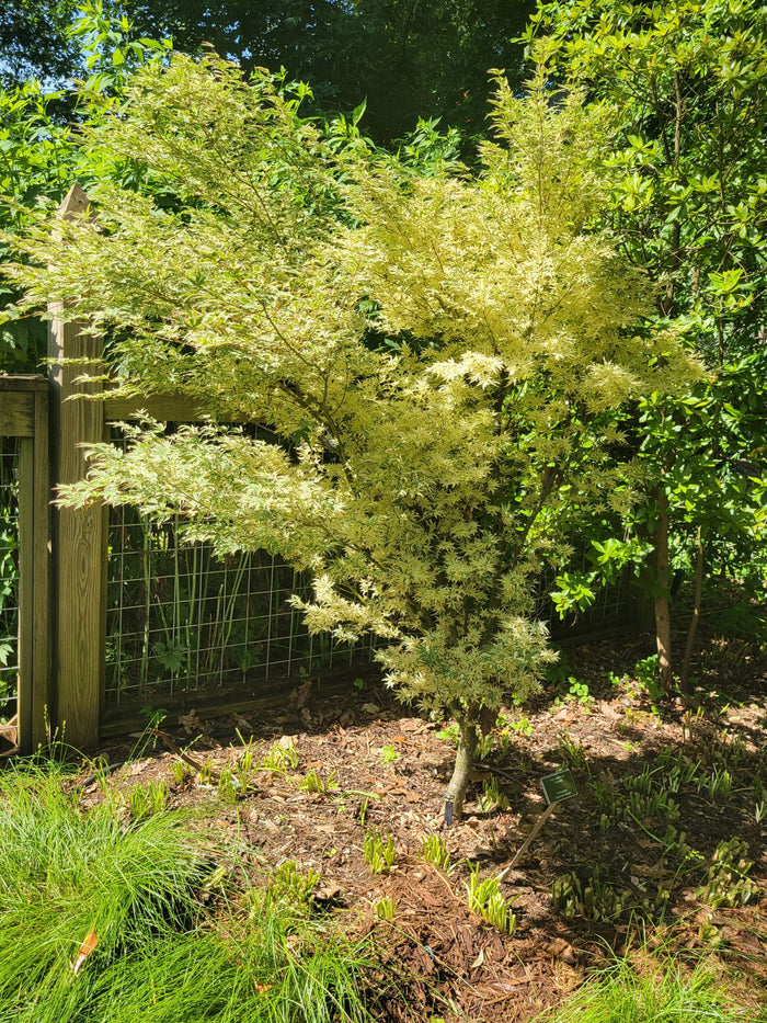 - Acer palmatum 'Butterfly' Japanese Maple - Mr Maple │ Buy Japanese Maple Trees