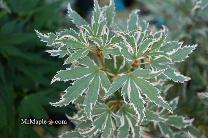 - Acer palmatum 'Butterfly' Japanese Maple - Mr Maple │ Buy Japanese Maple Trees