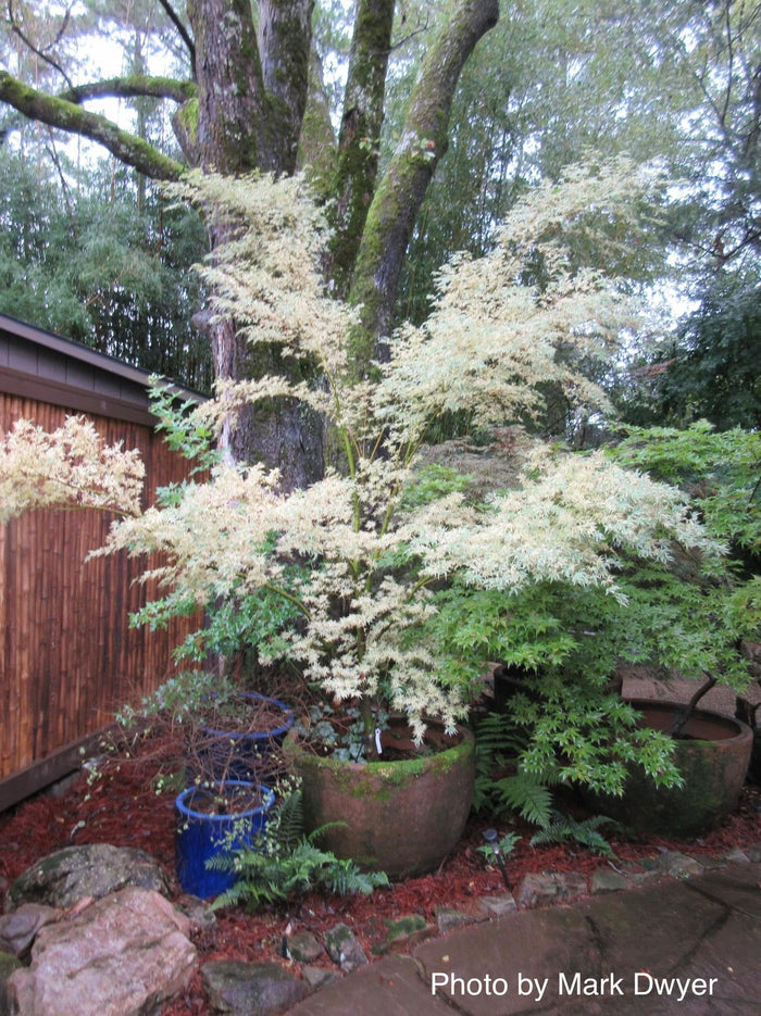 - Acer palmatum 'Butterfly' Japanese Maple - Mr Maple │ Buy Japanese Maple Trees