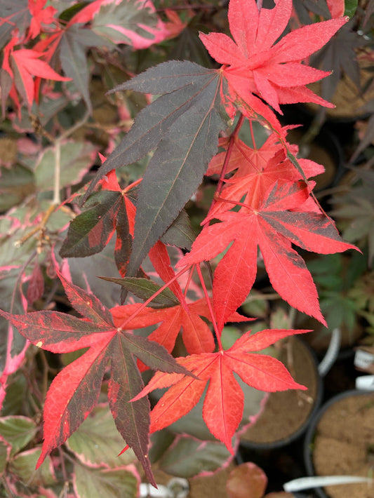 - Acer palmatum 'Fujinami nishiki' Japanese Maple - Mr Maple │ Buy Japanese Maple Trees