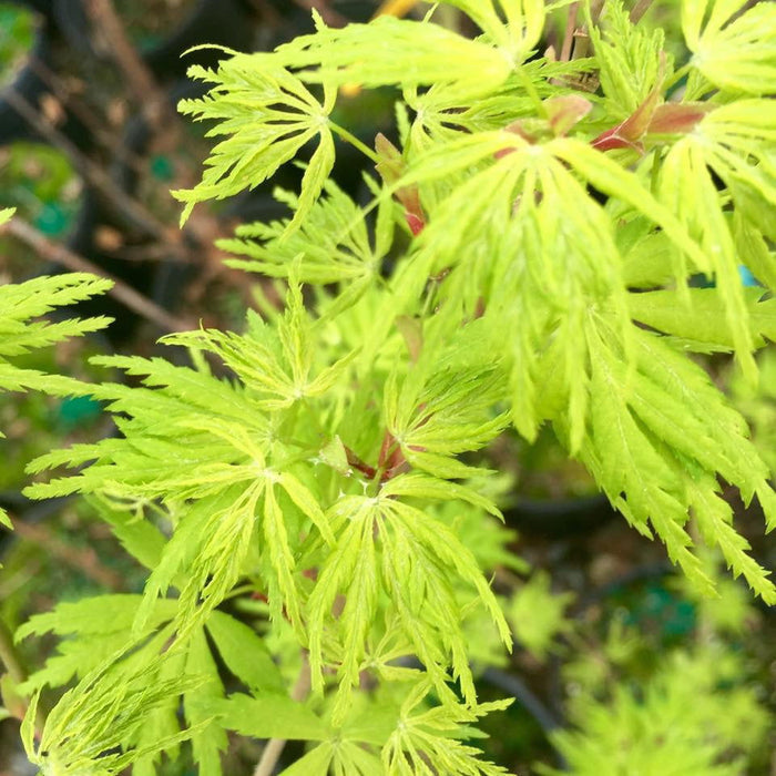 - Acer palmatum 'Judith Ann' Japanese Maple - Mr Maple │ Buy Japanese Maple Trees