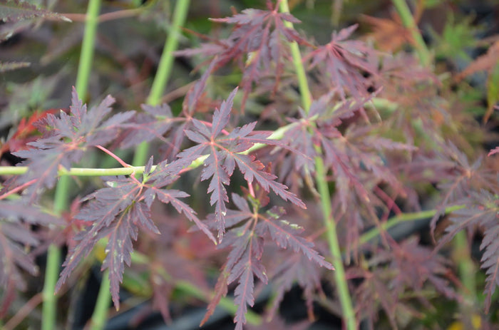 - Acer palmatum 'Judith Ann' Japanese Maple - Mr Maple │ Buy Japanese Maple Trees