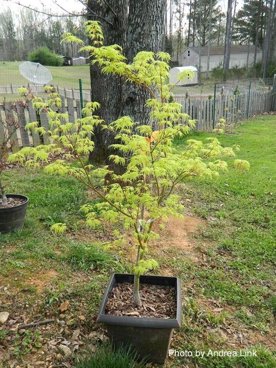 - Acer palmatum 'Judith Ann' Japanese Maple - Mr Maple │ Buy Japanese Maple Trees