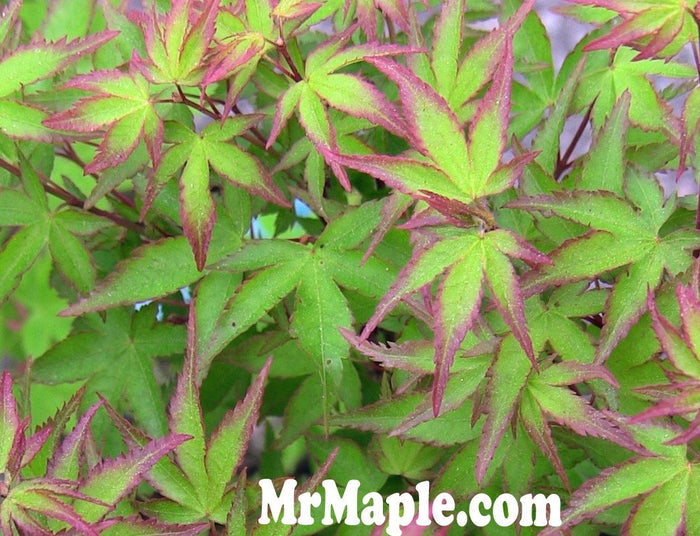 - Acer palmatum 'Kiyohime' Dwarf Japanese Maple - Mr Maple │ Buy Japanese Maple Trees
