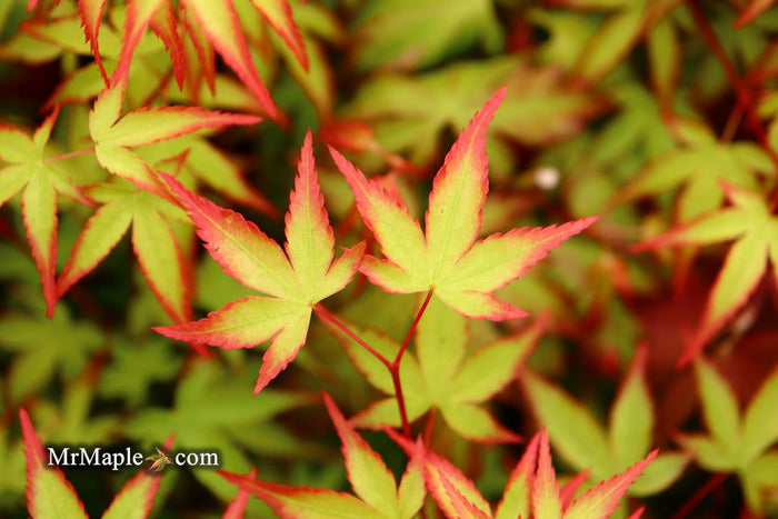- Acer palmatum 'Kiyohime' Dwarf Japanese Maple - Mr Maple │ Buy Japanese Maple Trees
