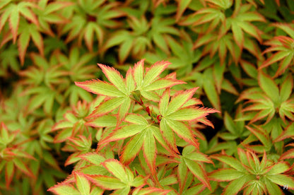 - Acer palmatum 'Kiyohime' Dwarf Japanese Maple - Mr Maple │ Buy Japanese Maple Trees