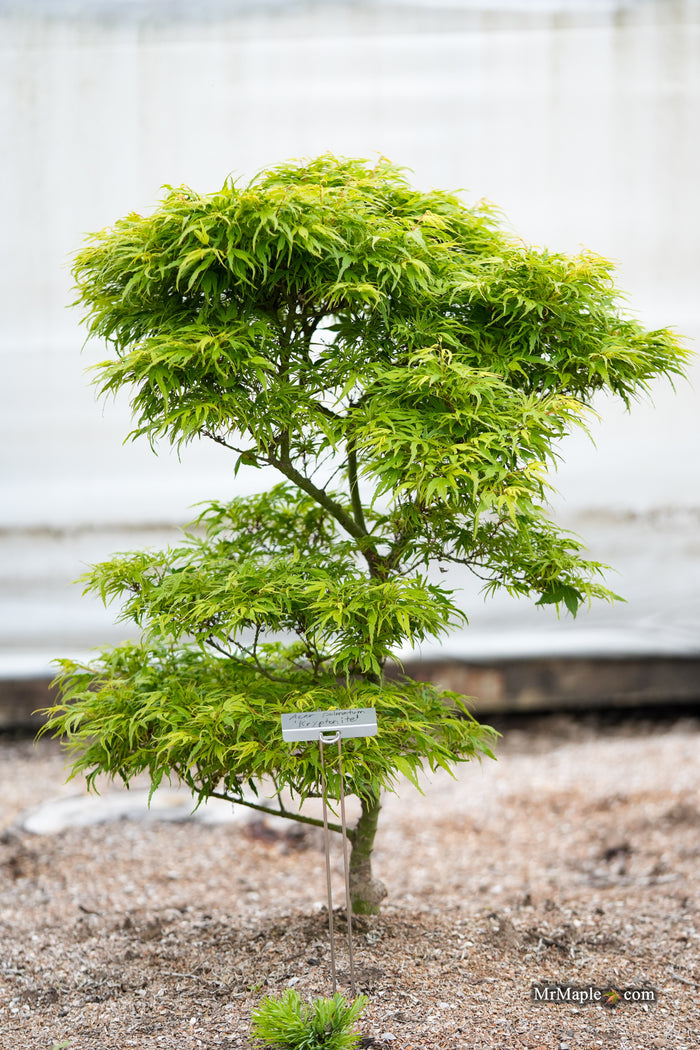 Acer palmatum Kryptonite™ Japanese Maple