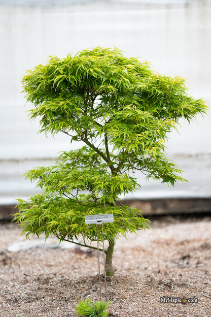 Acer palmatum Kryptonite™ Japanese Maple