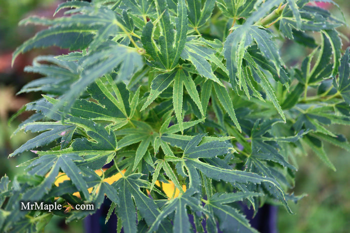 - Acer palmatum Kryptonite™ Japanese Maple - Mr Maple │ Buy Japanese Maple Trees