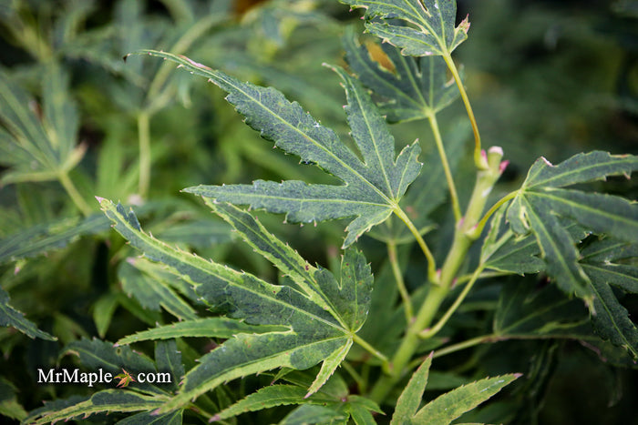 - Acer palmatum Kryptonite™ Japanese Maple - Mr Maple │ Buy Japanese Maple Trees