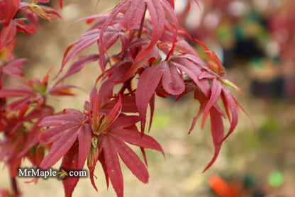 - Acer palmatum 'Little Red' Japanese Maple - Mr Maple │ Buy Japanese Maple Trees