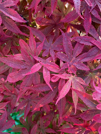 - Acer palmatum 'Little Red' Japanese Maple - Mr Maple │ Buy Japanese Maple Trees