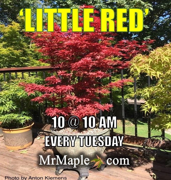 - Acer palmatum 'Little Red' Japanese Maple - Mr Maple │ Buy Japanese Maple Trees