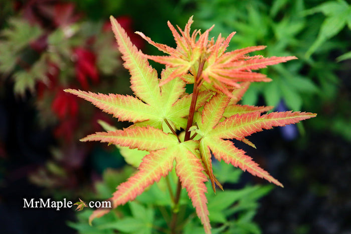 - Acer palmatum 'Sekka yatsubusa' Japanese Maple - Mr Maple │ Buy Japanese Maple Trees