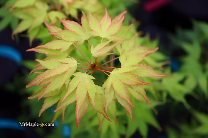 - Acer palmatum 'Sekka yatsubusa' Japanese Maple - Mr Maple │ Buy Japanese Maple Trees