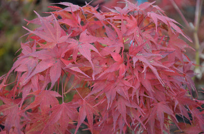 - Acer palmatum 'Sekka yatsubusa' Japanese Maple - Mr Maple │ Buy Japanese Maple Trees