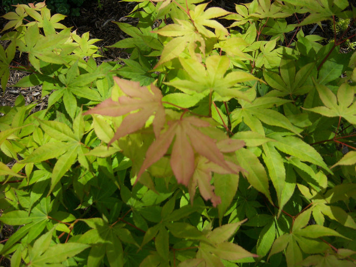 - Acer palmatum 'Shadow Selection' Japanese Maple - Mr Maple │ Buy Japanese Maple Trees