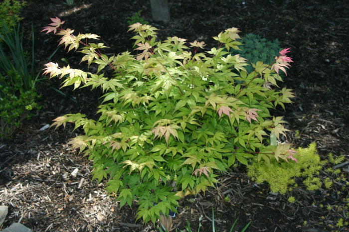 - Acer palmatum 'Shadow Selection' Japanese Maple - Mr Maple │ Buy Japanese Maple Trees