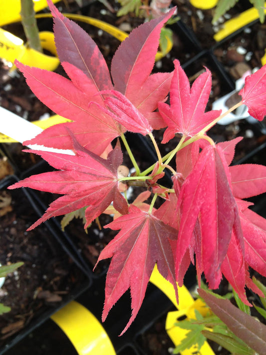 - Acer palmatum 'Taimen nishiki' Japanese Maple - Mr Maple │ Buy Japanese Maple Trees