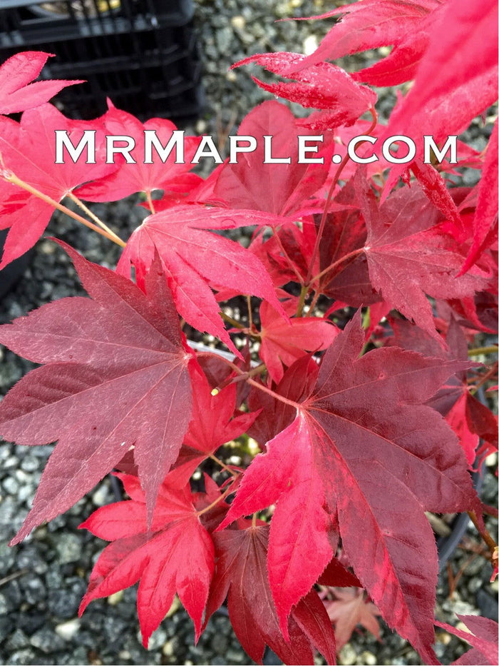 - Acer palmatum 'Taimen nishiki' Japanese Maple - Mr Maple │ Buy Japanese Maple Trees