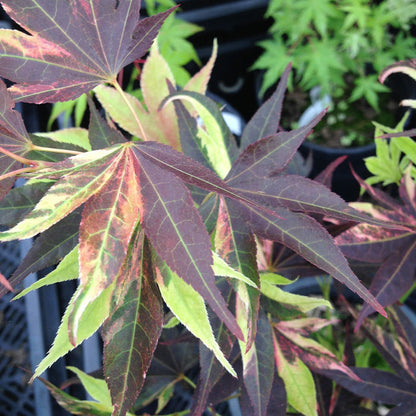 - Acer palmatum 'Taimen nishiki' Japanese Maple - Mr Maple │ Buy Japanese Maple Trees