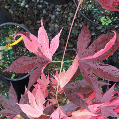 - Acer palmatum 'Taimen nishiki' Japanese Maple - Mr Maple │ Buy Japanese Maple Trees