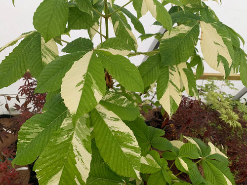 - Aesculus hippocastanum 'Variegata' Variegated European Horse Chestnut - Mr Maple │ Buy Japanese Maple Trees