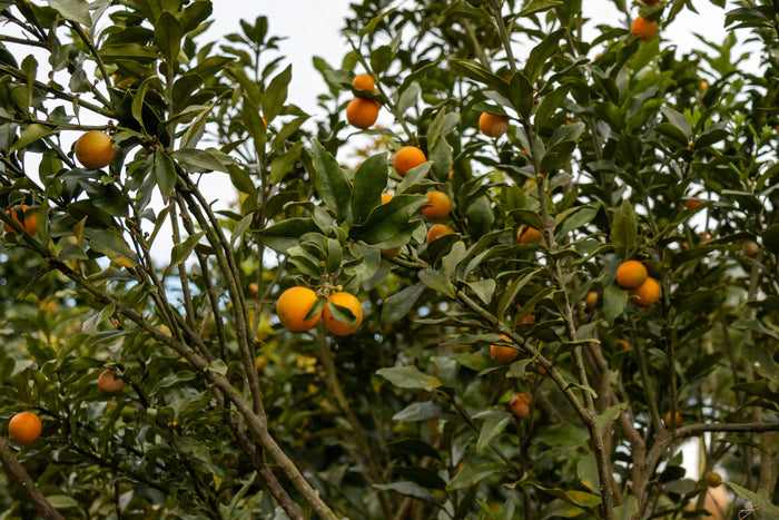 Devoción  CITRUS