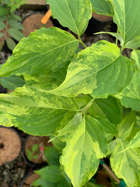- Cornus kousa 'Kaleidoscope' Variegated Foliage Chinese Dogwood - Mr Maple │ Buy Japanese Maple Trees