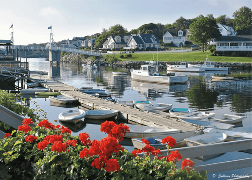 Cove Geraniums Greeting Card