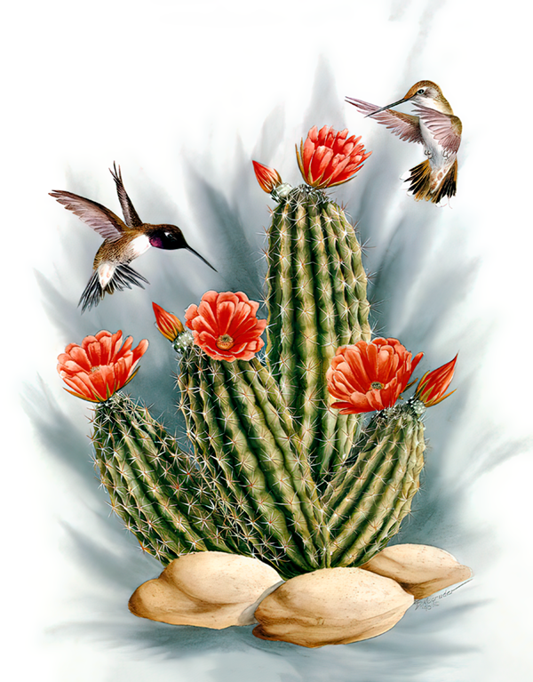 Desert Attraction - Plunkett's Hallmark