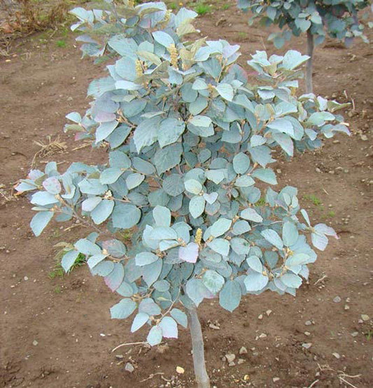 - Fothergilla xintermedia 'Blue Shadow' Blue Fothergilla - Mr Maple │ Buy Japanese Maple Trees