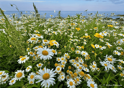 Marginal Way Daisies Greeting Card