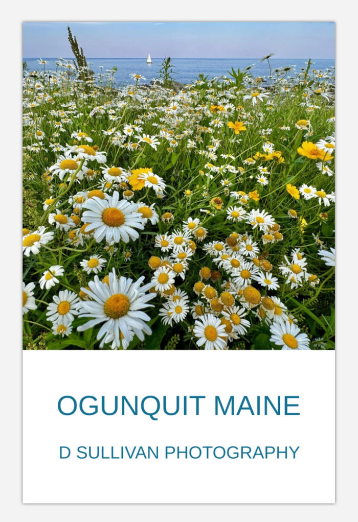 Marginal Way Daisies Poster
